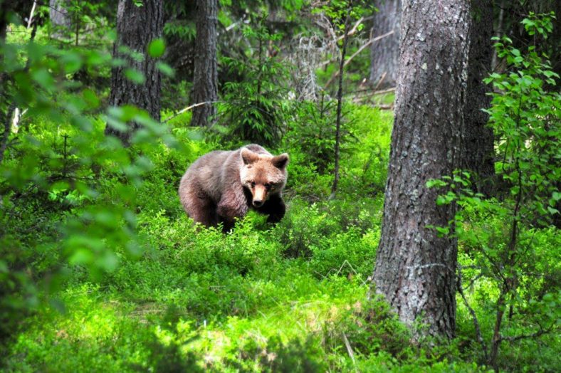 On the trail of Sweden’s secretive brown bears: a week with eco ...