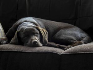 Chocolate Labrador Retriever