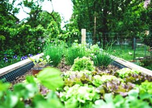 Urban Garden