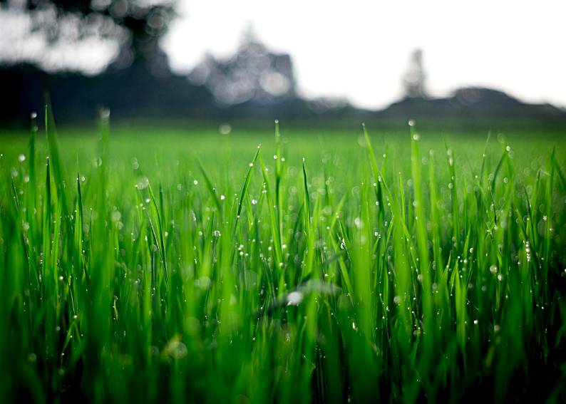 astro Turf Installation 