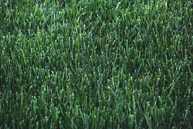 Turf Installation Your Home